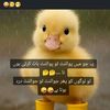 shazo776