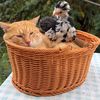 pets.life6688