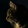 darker_than_black_666