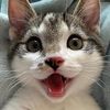 meowmanormeowmanor