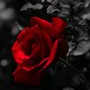 rozena83