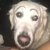 roxinex