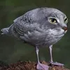 nipu__666