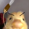 flippiefloai