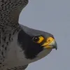 zoomy.do