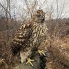 hawkwardhunter