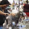 groomntails