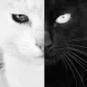 blackandwhite099