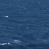 denizcisailor