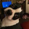 crazybostonterrierlady