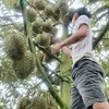 Vi Văn Phương
