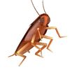crickitlover102