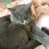 marmeow2