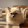 thatcat_is.bentley