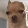 mansdogg