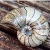 yorkshire.fossils