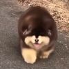 dima.zimba