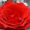 cm.linh452