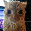 limpbizkitttttt
