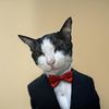 ah_toch_cat