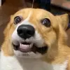 booboothecorgi