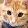 orangekitty00