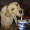 chimpchocolatemilk