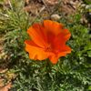 goldenpoppy808