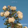 nooor_164