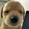goul_02