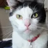 stupidcat47