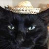 acatinalittlehat