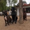 angiethomas059