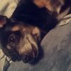 thebuggaboodle