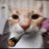 ohsvyejbdsubif