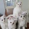 my_pets11