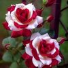 sadiya02852
