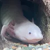 pinkbetta