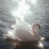_fatimakh9