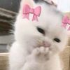 fatema.ot70
