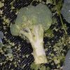 broccoli_sticc