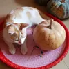 shilpi_rashid