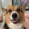 anniethecorgiest