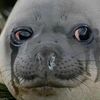 sentient_seal