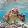 seasaltturtle