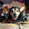 ludothepolypup