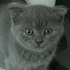 boredotter1