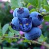 catberrycentral