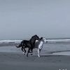rroo_.511