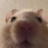 bigfatfart222